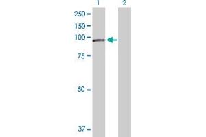 Western Blot analysis of NCSTN expression in transfected 293T cell line by NCSTN MaxPab polyclonal antibody. (Nicastrin 抗体  (AA 1-689))