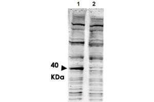 Western blot using PACRG polyclonal antibody  shows detection of aband ~ 40 KDa corresponding to human PACRG (arrowhead lane 1). (PACRG 抗体  (AA 204-215))