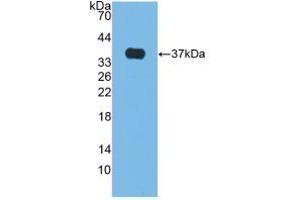 Figure. (Alkaline Phosphatase 抗体  (AA 18-335))