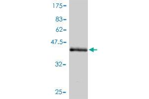 Western Blot detection against Immunogen (45. (Endothelin 2 抗体  (AA 1-178))