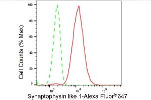 Flow cytometric analysis of Synaptophysin like 1 expression in HeLa cells using Synaptophysin like 1 antibody (ABIN7800486), 1:2,000). (Recombinant SYPL1 抗体)
