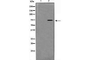 Western blot analysis of NF- kappaB p65 phosphorylation expression in 293 whole cell lysates,The lane on the left is treated with the antigen-specific peptide.