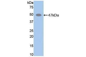 Detection of Recombinant ELN, Mouse using Polyclonal Antibody to Elastin (ELN) (Elastin 抗体  (AA 266-443))