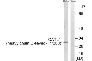 Western blot analysis of extracts from HeLa cells, treated with etoposide (25uM, 1hour), using CATL1 (heavy chain, Cleaved-Thr288) antibody. (CPT1C 抗体  (Cleaved-Thr288, Heavy Chain))