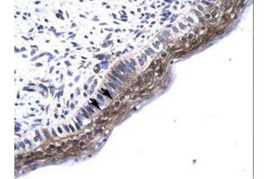 Image no. 1 for anti-TGF-beta Activated Kinase 1/MAP3K7 Binding Protein 2 (TAB2) (N-Term) antibody (ABIN6735781) (TAB2 抗体  (N-Term))