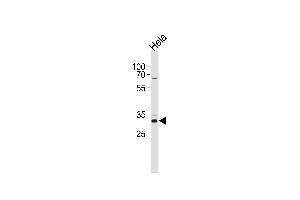 CCND1 Antibody  (ABIN1881175 and ABIN2838924) western blot analysis in Hela cell line lysates (35 μg/lane). (Cyclin D1 抗体  (C-Term))