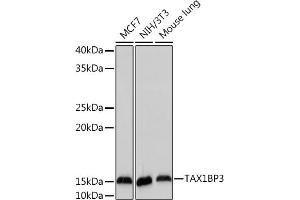 Western blot analysis of extracts of various cell lines, using TBP3 Rabbit mAb (ABIN7270742) at 1:1000 dilution.