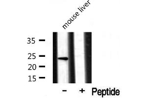 Western Blotting (WB) image for anti-Ribosomal Protein L17 (RPL17) (C-Term) antibody (ABIN6257373)