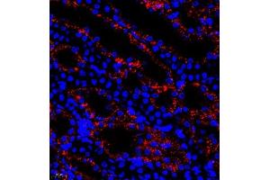 Immunofluorescence of paraffin embedded rat kidney using B0K (ABIN7073200) at dilution of 1:750 (400x lens) (BOK 抗体)