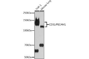 Western blot analysis of extracts of various cell lines, using CD31/PEC Rabbit mAb (ABIN7269407) at 1:1000 dilution. (CD31 抗体)