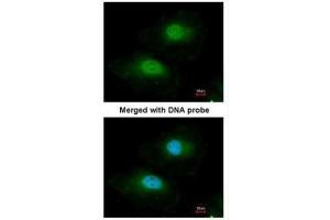 ICC/IF Image Immunofluorescence analysis of paraformaldehyde-fixed HeLa, using BPGM, antibody at 1:100 dilution. (BPGM 抗体)