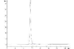 The purity of Human VEGF R2 is greater than 95 % as determined by SEC-HPLC.