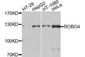Western blot analysis of extracts of various cells, using ROBO4 antibody. (ROBO4 抗体)