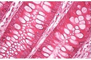 Immunohistochemistry staining of human colon (paraffin sections) using anti-AGR2+AGR3 (clone AGR3. (AGR2+AGR3 抗体)
