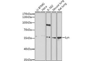 Western blot analysis of extracts of various cell lines, using Lyn antibody (ABIN3022893, ABIN3022894, ABIN3022895 and ABIN6219284) at 1:1000 dilution. (LYN 抗体  (AA 1-240))