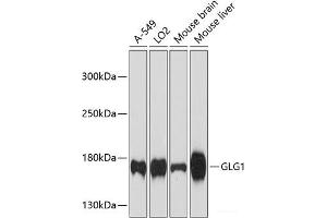 Western blot analysis of extracts of various cell lines using GLG1 Polyclonal Antibody at dilution of 1:3000. (GLG1 抗体)