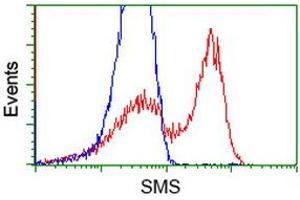 HEK293T cells transfected with either RC200619 overexpress plasmid (Red) or empty vector control plasmid (Blue) were immunostained by anti-SMS antibody (ABIN2454716), and then analyzed by flow cytometry. (SMS 抗体)