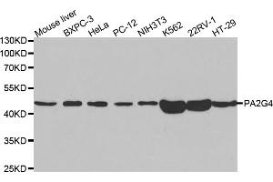 Western blot analysis of extracts of various cell lines, using PA2G4 antibody. (PA2G4 抗体)