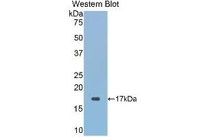 Western Blotting (WB) image for anti-Glutaredoxin 3 (GLRX3) (AA 144-234) antibody (ABIN1859028) (GLRX3 抗体  (AA 144-234))