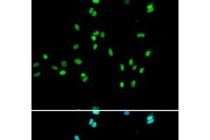 Immunofluorescence analysis of A549 cells using NR5A2 Polyclonal Antibody