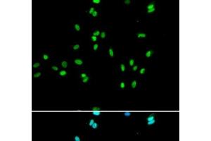 Immunofluorescence analysis of A549 cells using NR5A2 Polyclonal Antibody (NR5A2 + LRH1 抗体)