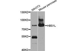 Western blot analysis of extracts of various cell lines, using HBS1L antibody (ABIN4903873) at 1:1000 dilution. (HBS1L 抗体)