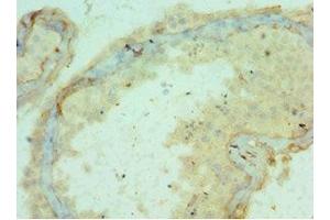 Immunohistochemistry of paraffin-embedded human testis tissue using ABIN7150150at dilution of 1:100 (APOBEC3C 抗体  (AA 1-190))