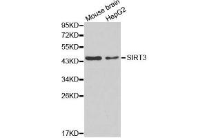 Western blot analysis of extracts of mouse brain and HepG2 cell lines, using SIRT3 antibody. (SIRT3 抗体)
