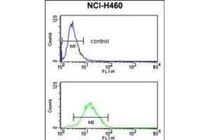 CCNB1IP1 Antibody (C-term) (ABIN653349 and ABIN2842829) flow cytometry analysis of NCI- cells (bottom histogram) compared to a negative control cell (top histogram). (CCNB1IP1 抗体  (C-Term))