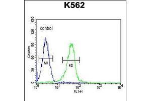Flow cytometric analysis of K562 cells (right histogram) compared to a negative control cell (left histogram). (KCNJ6 抗体  (AA 26-55))