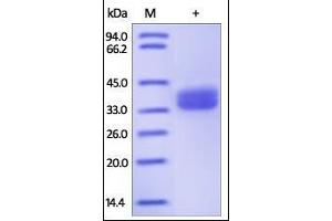 Human GPA33, His Tag on SDS-PAGE under reducing (R) condition. (GPA33 Protein (AA 22-235) (His tag))