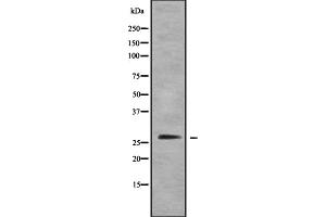 Western blot analysis Grap using 293 whole cell lysates (GRAP 抗体)