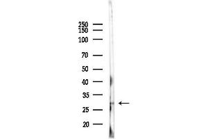 Western blot analysis of lysates from Mouse testis, using Nkx2.