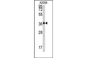 Image no. 1 for anti-Polymerase (RNA) I Polypeptide C, 30kDa (POLR1C) (C-Term) antibody (ABIN358013) (POLR1C 抗体  (C-Term))