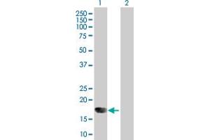 Western Blot analysis of IFNA6 expression in transfected 293T cell line by IFNA6 MaxPab polyclonal antibody. (IFNA6 抗体  (AA 1-189))