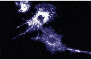Immunofluorescence staining of mouse macrophages. (Afadin 抗体  (AA 1091-1233))