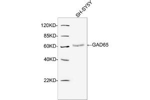 Western blot analysis of cell lysates using 2 µg/mL Rabbit Anti-GAD65 Polyclonal Antibody (ABIN398998) The signal was developed with IRDyeTM 800 Conjugated Goat Anti-Rabbit IgG. (GAD65 抗体  (N-Term))