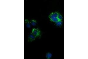 Immunofluorescence (IF) image for anti-ClpP Caseinolytic Peptidase, ATP-Dependent, Proteolytic Subunit Homolog (E. Coli) (CLPP) antibody (ABIN2718668)