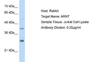 Host: Rabbit Target Name: ARNT Sample Type: Jurkat Whole cell lysates Antibody Dilution: 1. (ARNT 抗体  (Middle Region))