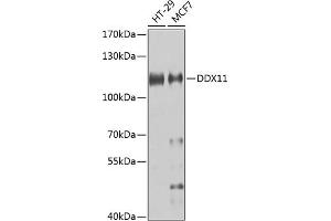 Western blot analysis of extracts of various cell lines, using DDX11 antibody (ABIN6130249, ABIN6139479, ABIN6139480 and ABIN6223588) at 1:1000 dilution. (DDX11 抗体  (AA 1-220))