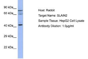 Host: Rabbit Target Name: SLAIN2 Sample Type: HepG2 Whole cell lysates Antibody Dilution: 1. (SLAIN2 抗体  (C-Term))