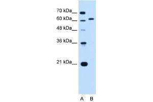 Lamin B2 antibody used at 0. (Lamin B2 抗体  (N-Term))
