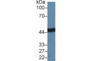 Western Blotting (WB) image for anti-Isocitrate Dehydrogenase 1 (NADP+), Soluble (IDH1) (AA 74-333) antibody (ABIN7436579)