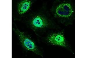 Immunofluorescence analysis of HeLa cells using MRPL42 mouse mAb (green). (MRPL42 抗体  (AA 142-203))