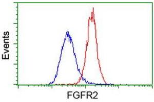 Flow cytometric Analysis of Hela cells, using anti-FGFR2 antibody (ABIN2454557), (Red), compared to a nonspecific negative control antibody, (Blue). (FGFR2 抗体)