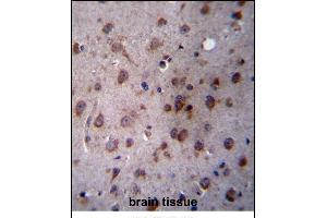 TMED2 Antibody (N-term) (ABIN657064 and ABIN2846229) immunohistochemistry analysis in formalin fixed and paraffin embedded human brain tissue followed by peroxidase conjugation of the secondary antibody and DAB staining. (TMED2 抗体  (N-Term))