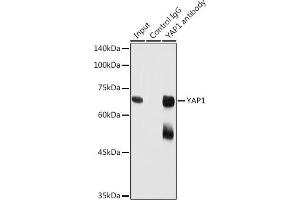 Immunoprecipitation analysis of 300 μg extracts of HeLa cells using 3 μg Y antibody (ABIN6132788, ABIN6150316, ABIN6150321 and ABIN6215135). (YAP1 抗体  (AA 155-504))