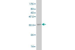 Western Blot detection against Immunogen (36. (ADCK4 抗体  (AA 445-544))