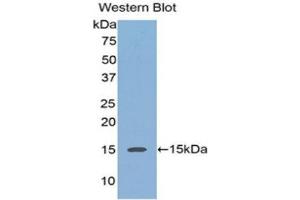 Western Blotting (WB) image for anti-Regenerating Islet-Derived 3 alpha (REG3A) (AA 40-164) antibody (Biotin) (ABIN1176323) (REG3A 抗体  (AA 40-164) (Biotin))