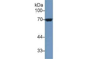 Western Blotting (WB) image for anti-Heat Shock 70kDa Protein 1-Like (HSPA1L) (AA 1-641) antibody (ABIN7433087)